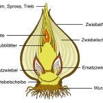 ZWIEBEL_ Journal International _ digitale Illustration