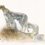GEPARDEN _ Aquarell, Tempera