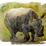 NASHORN _ Aquarell